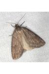 Pachycnemia hippocastanaria hippocastanaria