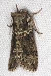 Polyploca ridens