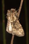 Polyploca ridens