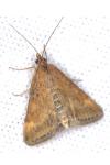 Pyrausta despicata