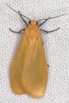 Wittia sororcula
