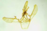 Elegia atrifasciella