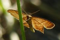 Idaea ochrata
