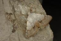 Perigrapha rorida