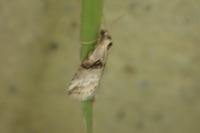 Zebeeba falsalis