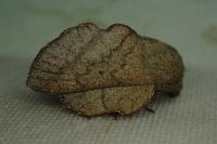Phyllodesma suberifolia