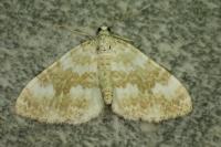 Perizoma flavofasciata