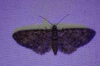Eupithecia cocciferata