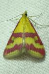 Pyrausta sanguinalis