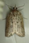 Nycteola