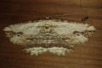 Menophra abruptaria