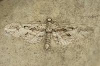 Eupithecia oxycedrata