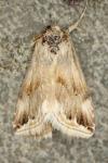Eublemma ostrina