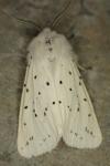 Spilosoma lubricipeda