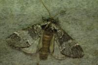 Drymonia dodonaea