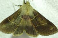 Minucia lunaris