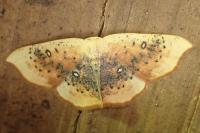 Cyclophora lennigiaria