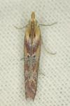 Ancylosis cinnamomella