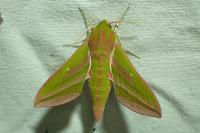 Deilephila elpenor