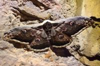 Saturnia pyri
