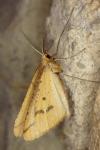 Aspitates ochrearia