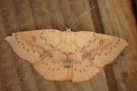 Cyclophora puppillaria