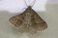 Isturgia murinaria