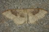 Idaea degeneraria