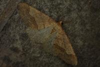 Phigaliohybernia marginaria