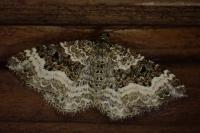 Epirrhoe alternata