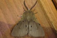 Diaphora mendica