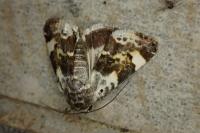 Acontia lucida