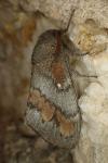 Dendrolimus pini pini