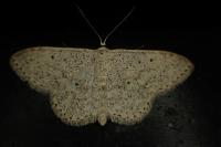 Scopula marginepunctata
