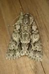 Acronicta auricoma
