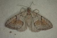 Pennithera ulicata