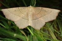 Gerinia honoraria