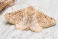 Dyscia lentiscaria
