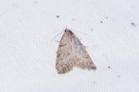 Nola thymula thymula