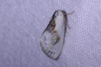 Cilix glaucata