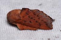 Phyllodesma tremulifolia