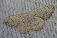 Scopula marginepunctata