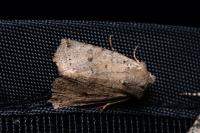 Spudaea ruticilla