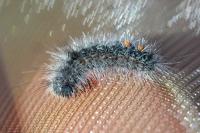Ocneria detrita