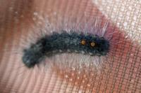 Ocneria detrita