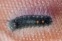 Ocneria detrita