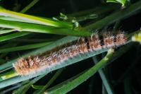 Lasiocampa quercus quercus