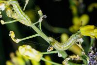 Evergestis isatidalis