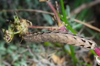 Peridroma saucia