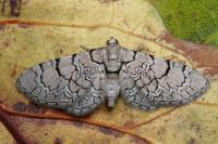 Eupithecia schiefereri